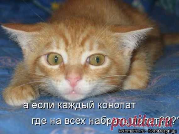 Рыжый, рыжый, конопатый...
