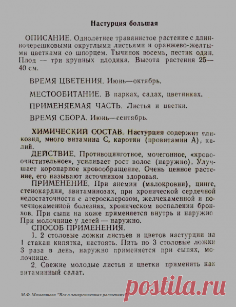 Настурция большая