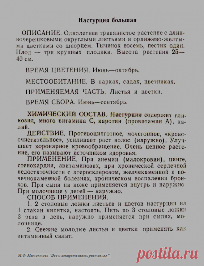 Настурция большая