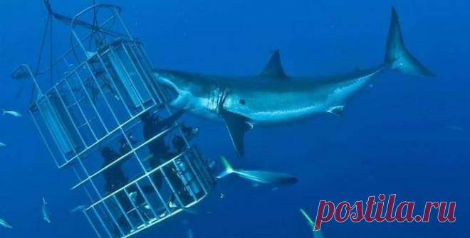 Факты о невероятном - Нападение на туристов огромной акулы взбудоражило Интернет