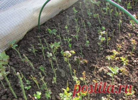 100% приживаемость черенков по уникальному методу