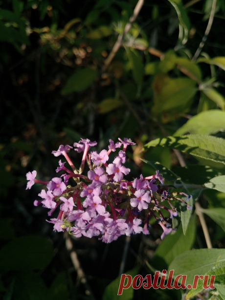 Буддлея Давида, изменчивая сиреневая (Buddleja davidii)