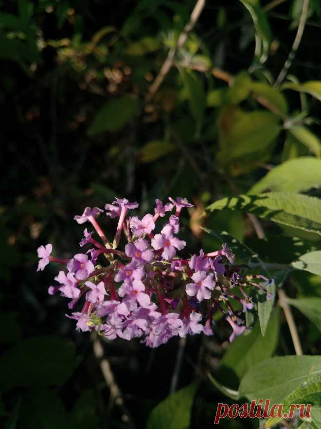 Буддлея Давида, изменчивая сиреневая (Buddleja davidii)