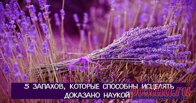 5 запахов, которые способны исцелять. Доказано наукой!