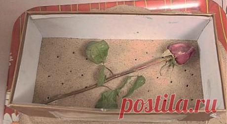 Как засушить розы---https://wonder-woman.ru/?p=2666 Здесь видео---https://fitomania.com/kak-zasushit-rozyi-sohraniv-tsvet-i-formu/ Здесь др.способы---https://fb.ru/article/117350/kak-zasushit-rozu-pravilno-proverennyie-novyie-i-staryie-sposobyi