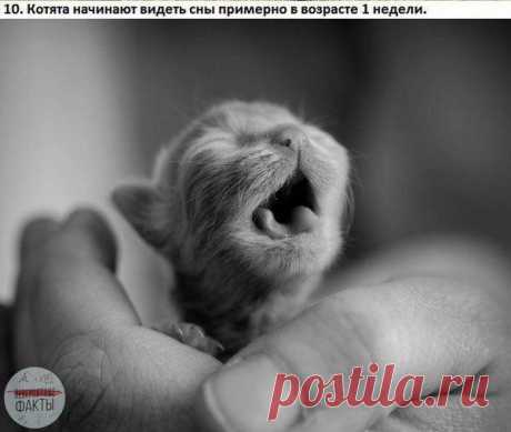 Подборка интересных фактов о кошках