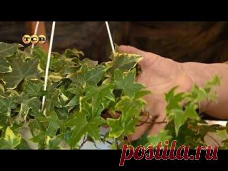 Папоротник и плющ - Цветочная лавка