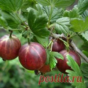 Крыжовник. Вредители и меры борьбы с ними