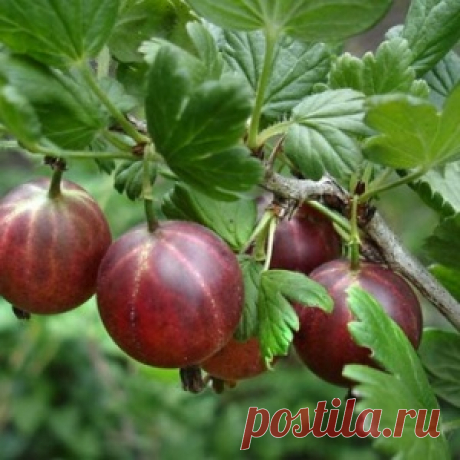 Крыжовник. Вредители и меры борьбы с ними