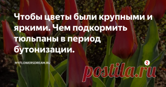 Чтобы цветы были крупными и яркими. Чем подкормить тюльпаны в период бутонизации. Всем привет!
Ну вот и апрель подходит к концу. Уже отцвели крокусы, хионодокса и другие мелколуковичные первоцветы.
Из-за аномальной жары быстро отцвел морозник, даже жалко, в этом году столько много бутонов выдал...
Начинают зацветать гиацинты, нарциссы, мускари и во всю цветут самые ранние виды тюльпанов 