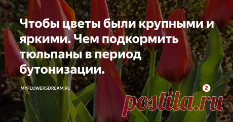 Чтобы цветы были крупными и яркими. Чем подкормить тюльпаны в период бутонизации. Всем привет!
Ну вот и апрель подходит к концу. Уже отцвели крокусы, хионодокса и другие мелколуковичные первоцветы.
Из-за аномальной жары быстро отцвел морозник, даже жалко, в этом году столько много бутонов выдал...
Начинают зацветать гиацинты, нарциссы, мускари и во всю цветут самые ранние виды тюльпанов "Кауфмана" и "Фостера"