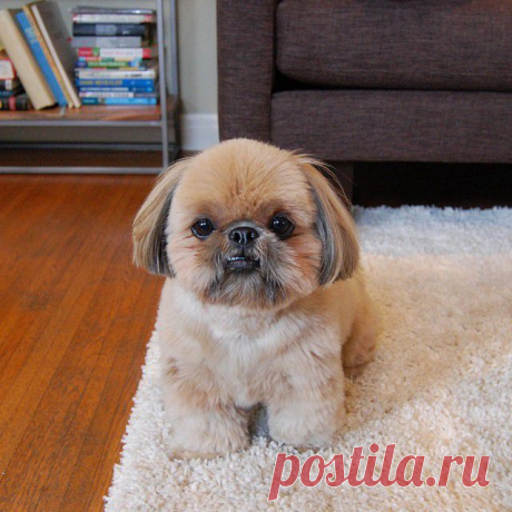 Dougie the Shih Tzu (@dailydougie) • Фото и видео в Instagram