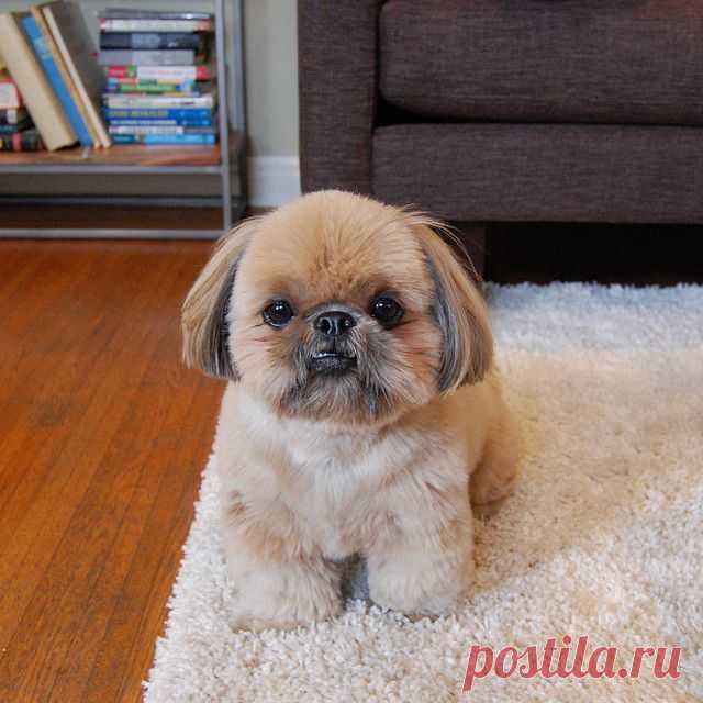 Dougie the Shih Tzu (@dailydougie) • Фото и видео в Instagram