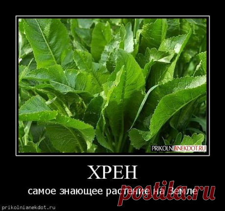Хрен. Лечебные свойства. Заготовки на зиму..