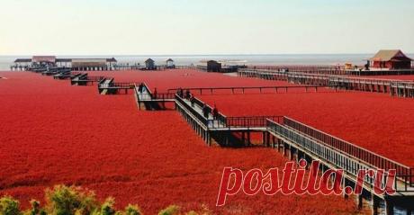 Красный пляж Паньцзинь — Путешествия