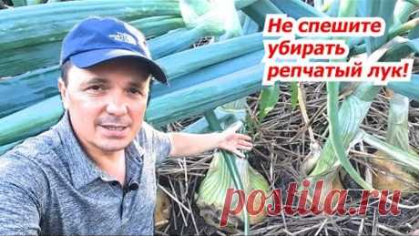 Основные визуальные признаки, что лук пора убирать!