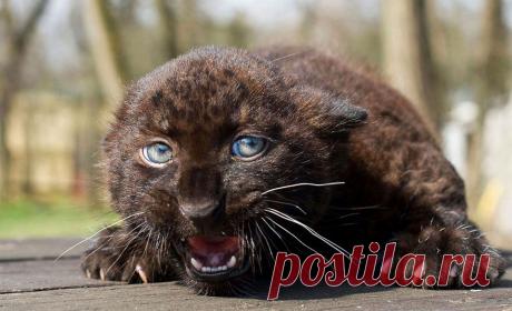 Лучшие фотографии природы и животных 2011 года | ФОТО НОВОСТИ