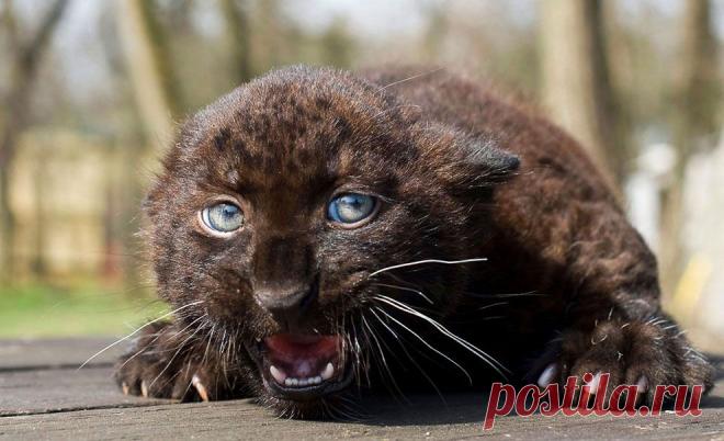 Лучшие фотографии природы и животных 2011 года | ФОТО НОВОСТИ