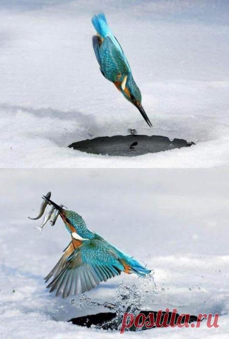 Mergulho de um Martim Pescador perfeito para um "Triple Kill".