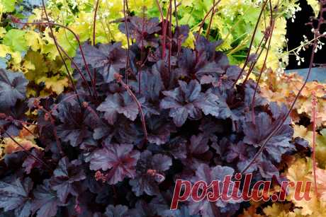 Многолетний садовый цветок Гейхера (Heuchera). Травянистый многолетник высотой до 60-70 см с прикорневыми сердцевидно-округлыми листьями, декоративными благодаря часто встречающейся пурпурной окраске. Цветки мелкие, колокольчатые, поникающие. Цветет в июне - июле.