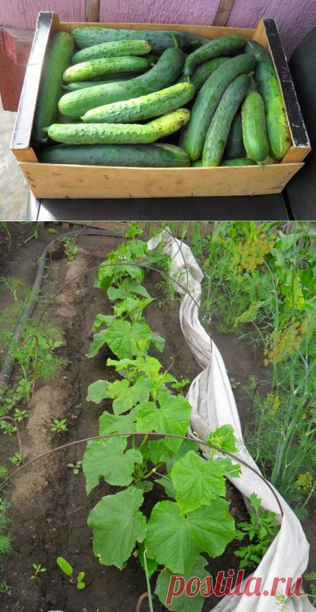 Вкусный Огород: Опыт выращивания огурцов. Советы огородников.