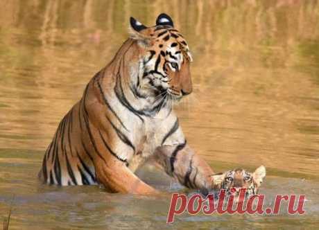 Эти 18 очаровательных фотографий обязательно заставят вас улыбнуться