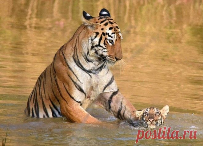 Эти 18 очаровательных фотографий обязательно заставят вас улыбнуться