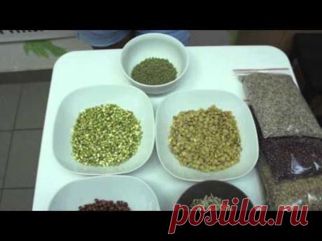 Сыроедение Живая еда Как замачивать и проращивать семена? — Яндекс.Видео