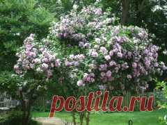 Гибискус Пинк Шифон, Hibiscus Pink Chiffon купить, цена Киев, уход, фото, описание, посадка.