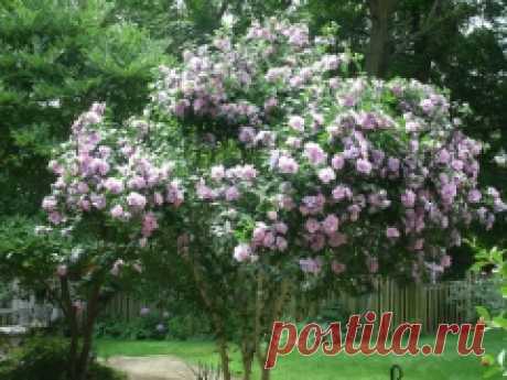 Гибискус Пинк Шифон, Hibiscus Pink Chiffon купить, цена Киев, уход, фото, описание, посадка.