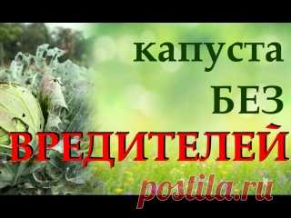 Главные вредители капусты. Узнаем, как бороться с вредителями капусты народными способами