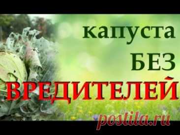 Главные вредители капусты. Узнаем, как бороться с вредителями капусты народными способами