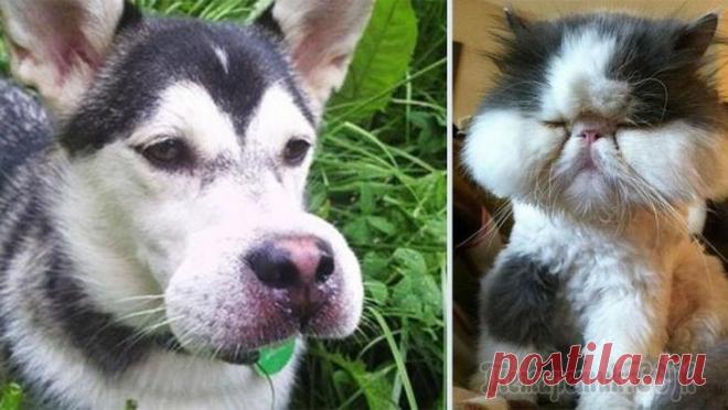 Эозинофильная гранулема у кошек. Коты укушенные пчелами. Кошку укусила оса что делать в лапу. Кошку укусила оса что делать в лапу. Собаку ужалила пчела.