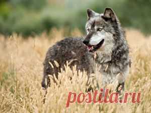 Эта поучительная басня в стихах расскажет вам, почему не нужно рассказывать о своих планах каждому встречному.