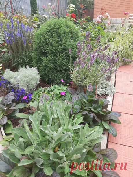 Мои самые красивые новинки многолетних цветов | Майя о розах и не только | Яндекс Дзен