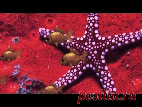 (46) Одноклассники