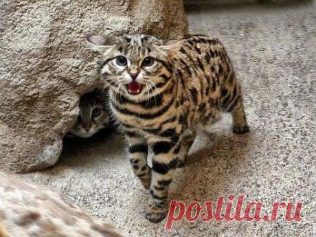 (42) Одноклассники