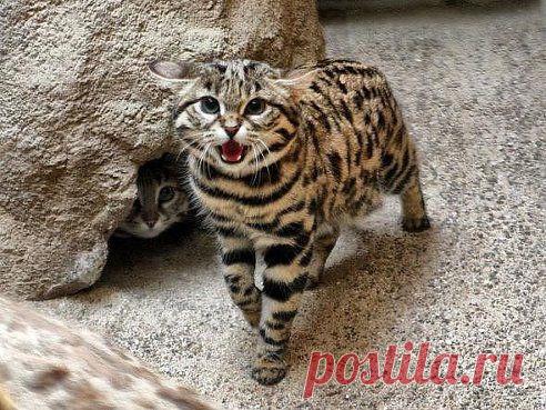 (42) Одноклассники