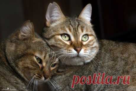 Кошачьи образы от Хелены Бамбу (20 фото)