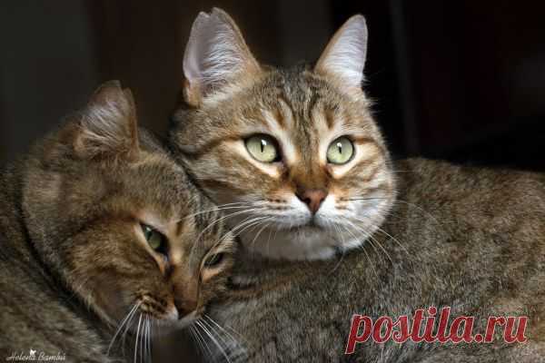 Кошачьи образы от Хелены Бамбу (20 фото)