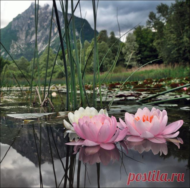 103751949_0_bee45_cd913134_XL.jpg (Изображение JPEG, 700 × 695 пикселов) - Масштабированное (72%)