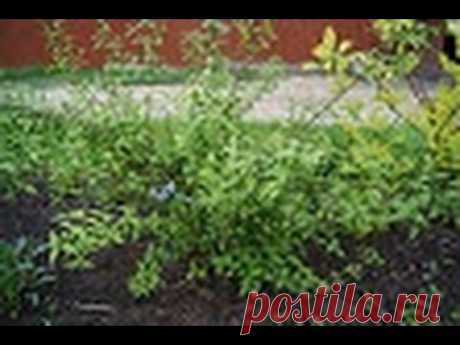 ЧУБУШНИК  ПОСАДКА УХОД, ВОЗДУШНЫЙ ДИСАНТ - YouTube