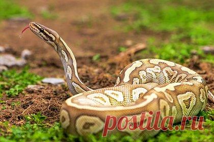 Гигантский питон сбросил фермера с мотоцикла и расправился с ним