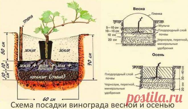 Посадка винограда: схемы с фото-инструкцией, сроки когда и как посадить для начинающих. Посадка черенками весной и осенью