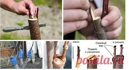 Прививка в расщеп
Это очень распространённый и любимый садоводами способ. Способ используется для прививки плодовых деревьев, ягодных и декоративных кустарников, винограда и домашних цитрусовых.
Достоинства и преимущества способа
Он универсален — его можно применить и при одинаковых, и при разных диаметрах подвоя и привоя. К нему прибегают при перепрививке взрослых плодовых деревьев, его используют для прививки молодых и переросших дичков, а нередко и для спасения дерева, когда наземная часть