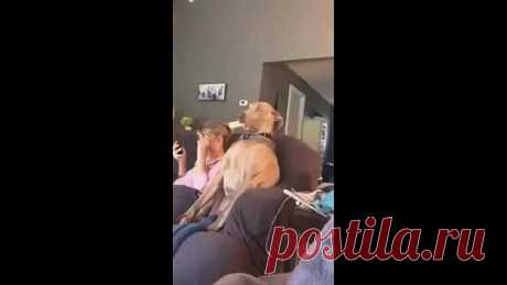 Даже собака в шоке