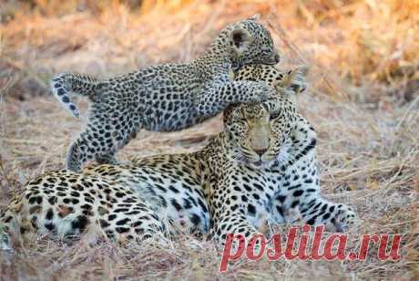 ДИТЯ ПРИРОДЫ