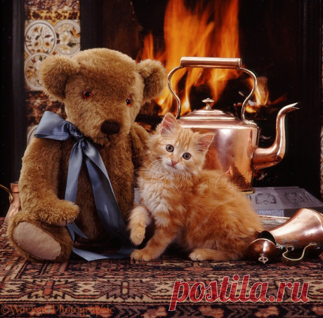 Ginger kitten and teddy bear photo - WP08691