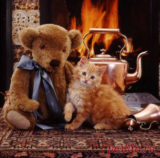 Ginger kitten and teddy bear photo - WP08691