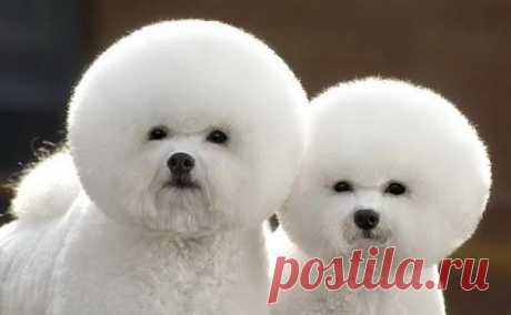 cao-bichon-frise.jpg (605×374)